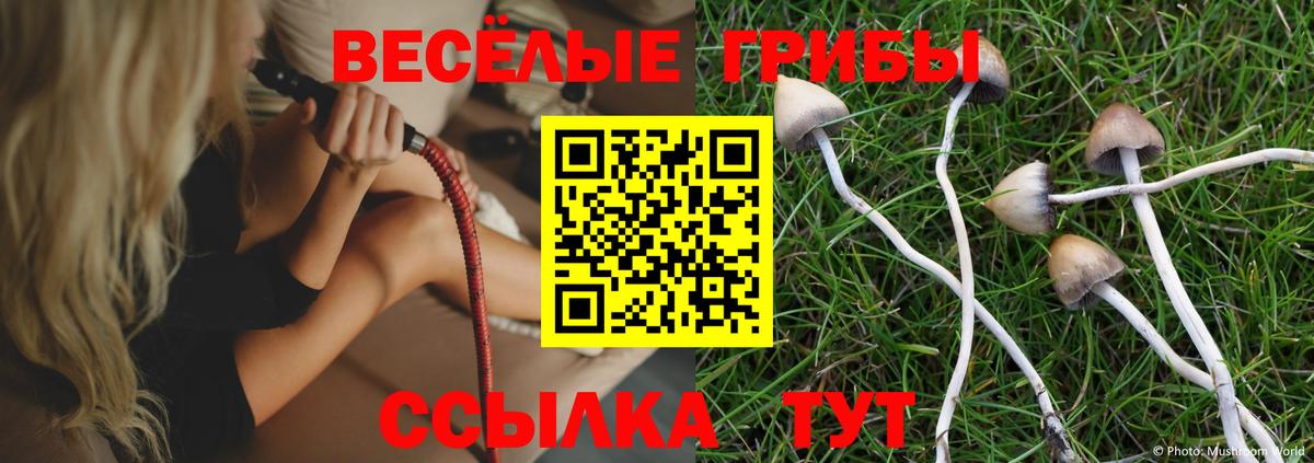 Псилоцибиновые грибы Psilocybe  Вход с VPN  Клинцы 